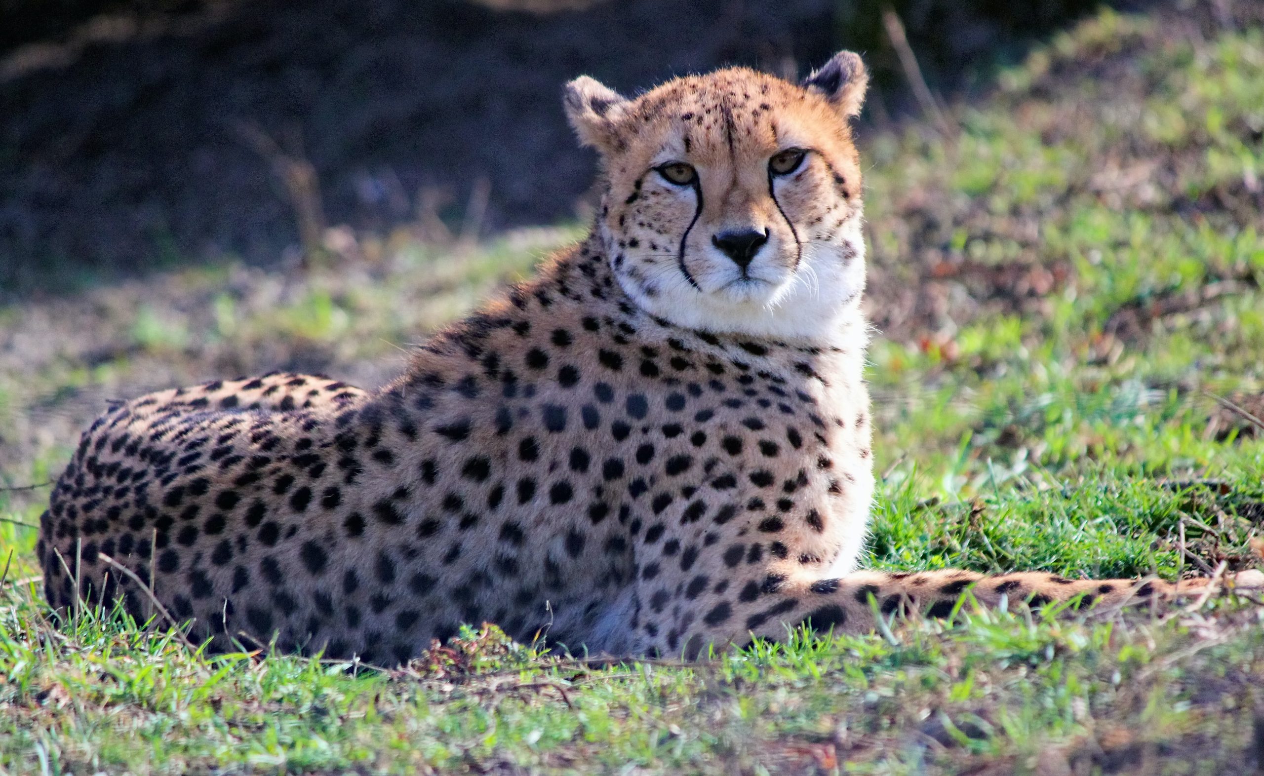 Cheetahs at the Maryland Zoo are Slated to Receive COVID-19 Vaccines
