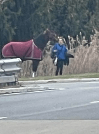 Human Corpse Ejected onto Highway During 5 Vehicle Crash Involving Horse