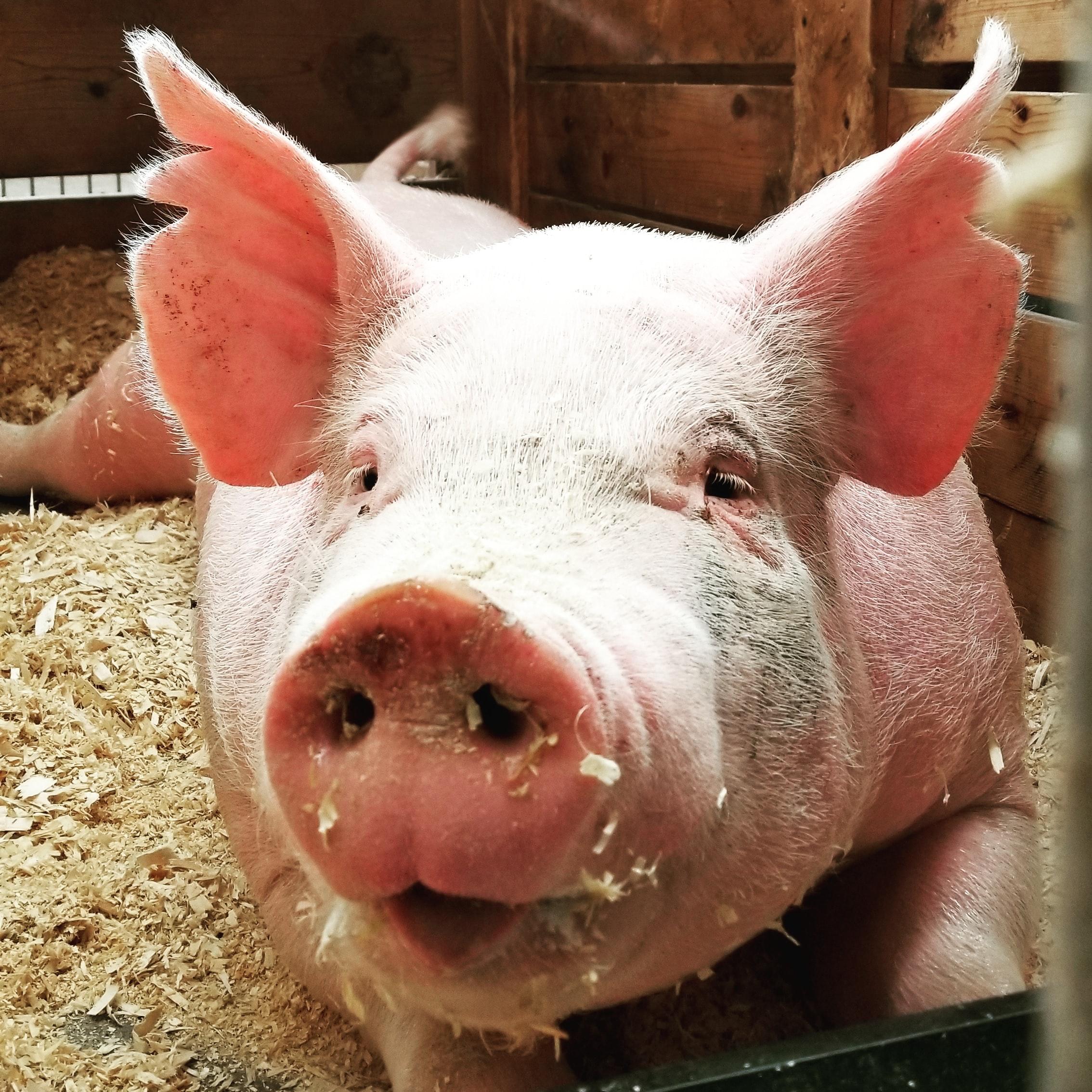 Man with GM Pig Heart Dies Two Months After Historic Surgery