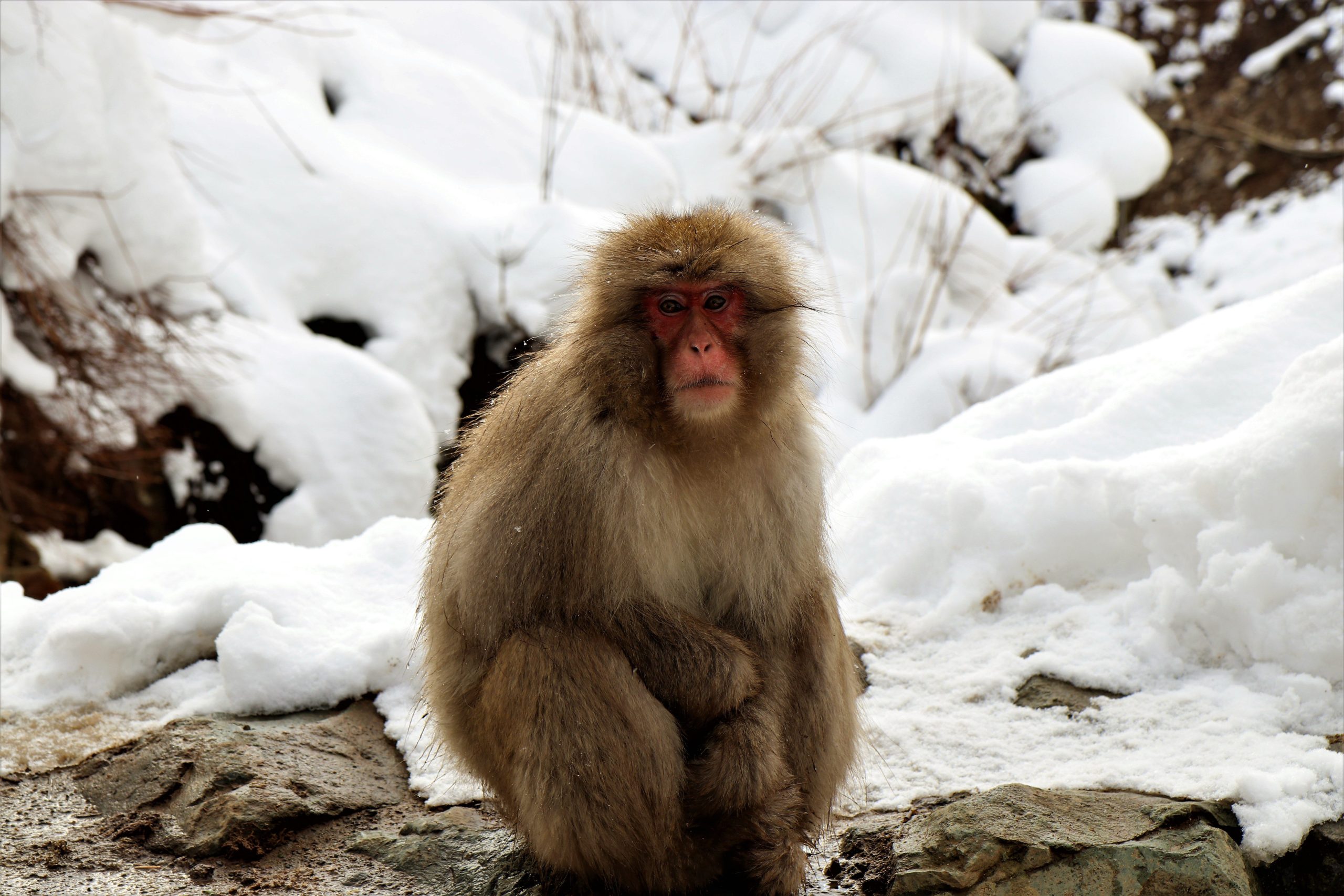 Attack Monkeys Targeting Children and Elderly Terrorize Japanese Town