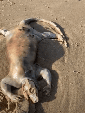 Mysterious Sea Creature Found on Australian Beach Sparks Debate