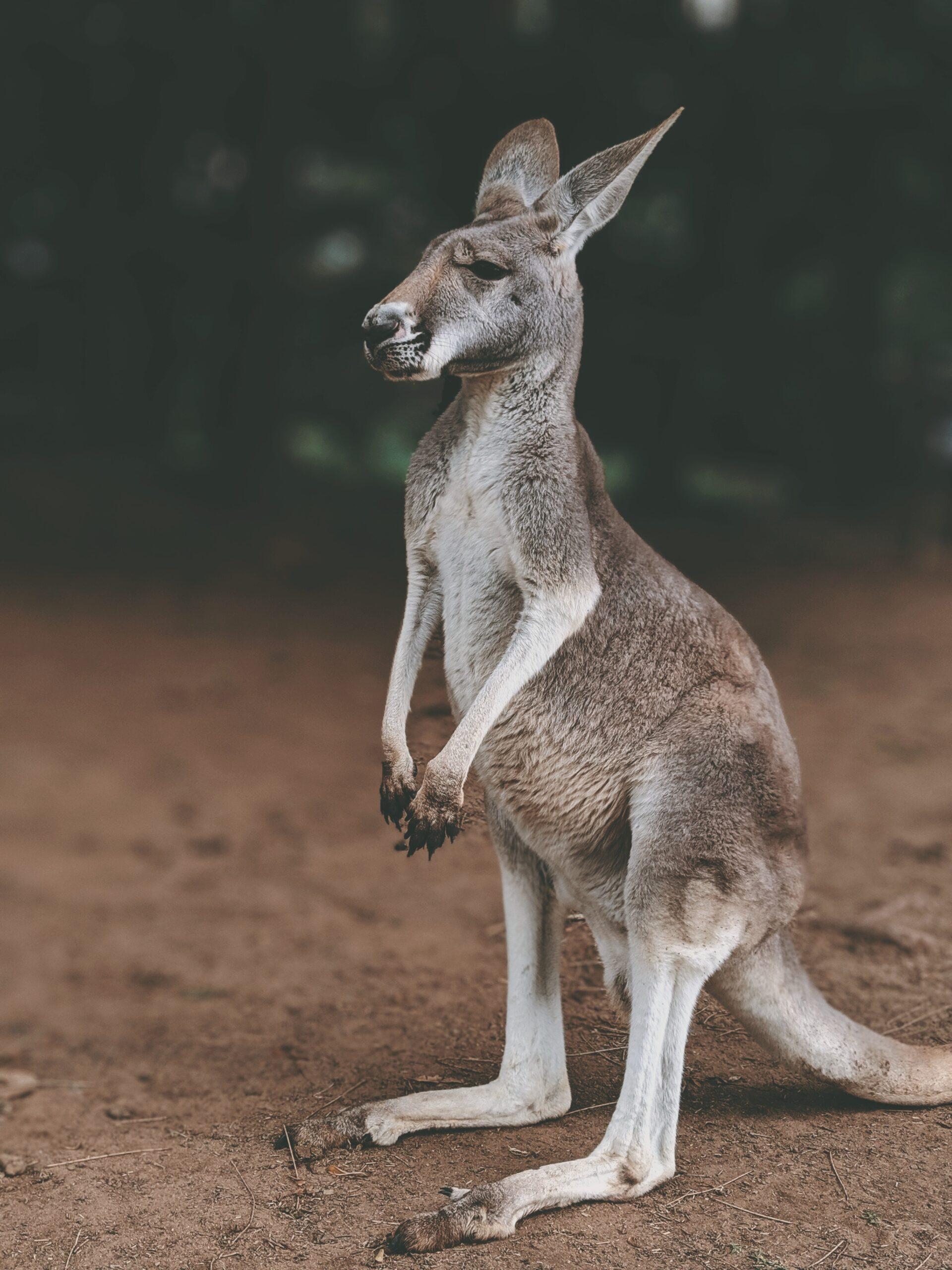 Elderly Man Killed by Pet Kangaroo