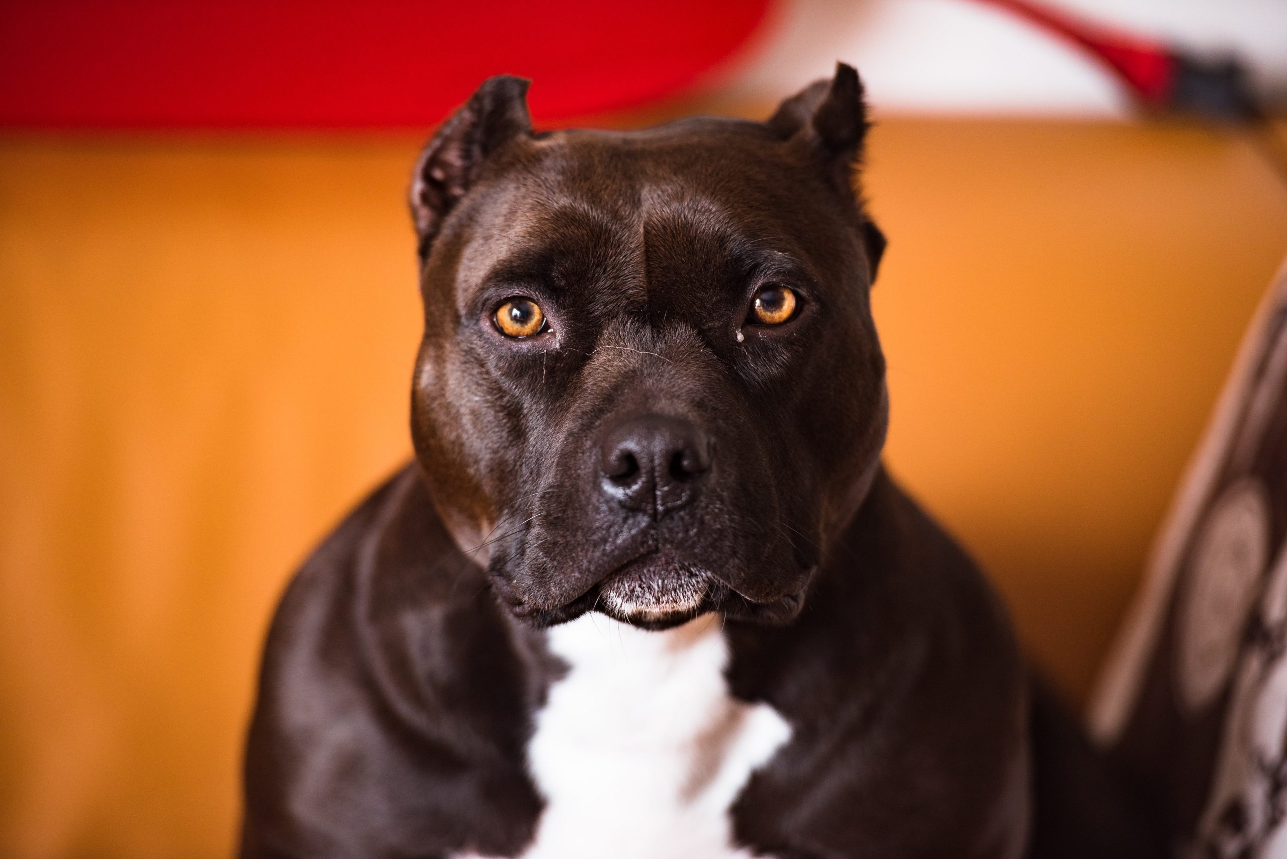 Mom Mauled to Death in Back Yard While Dog Sitting Pit Bulls