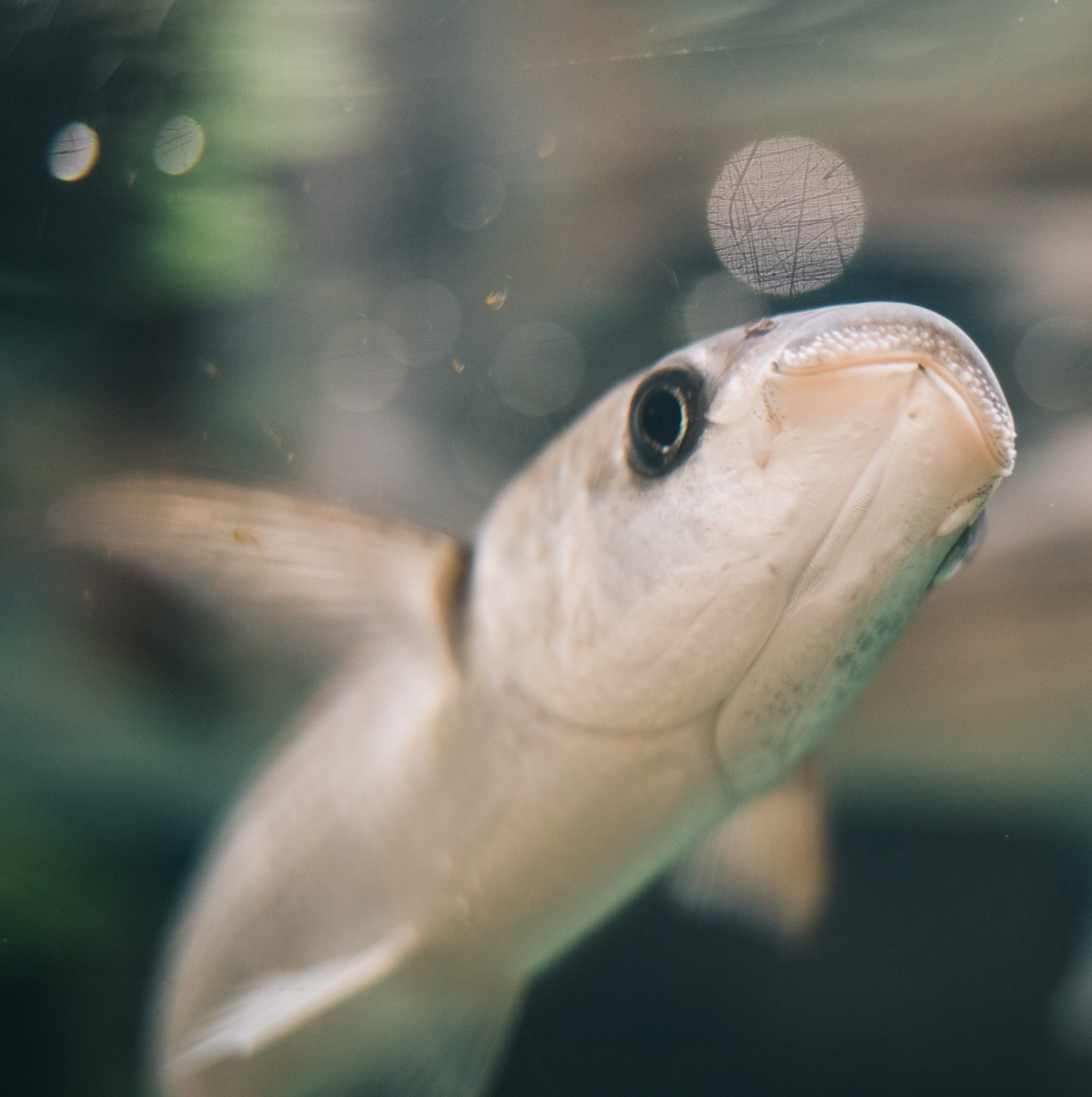 Grief Support for Staff After Fish Kill