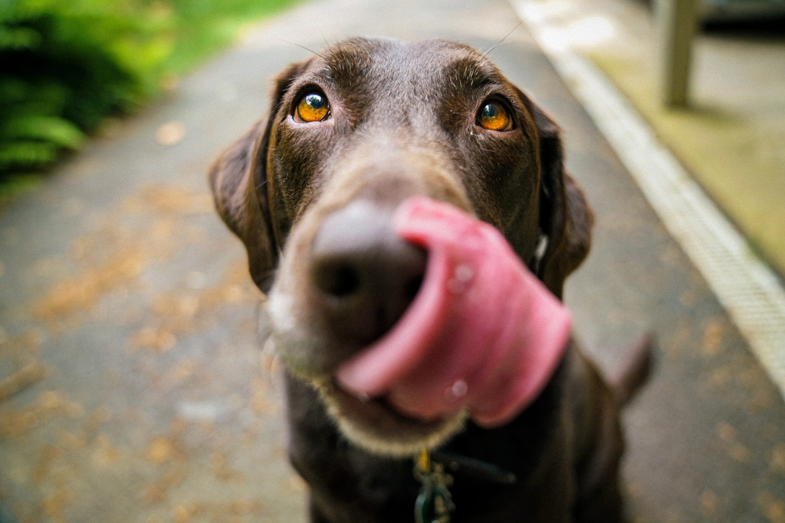 Study Says Your Dog's Kisses May Contain Killer Superbug