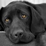 CoCo Brother Hits 5500 Listens; New "Black Dog" Friday