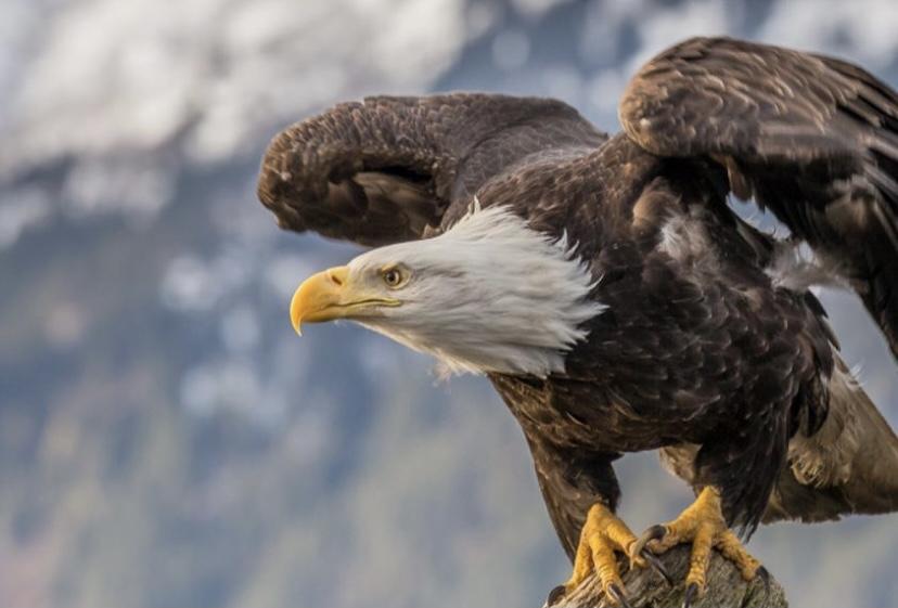 ESI Energy Fined $8M for Killing 150 Eagles