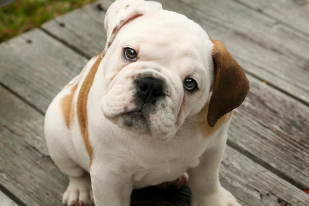 Dogs Lower Heart Disease and Stress Risk