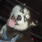 Puppy Abandoned in Hot Car with Taped Mouth